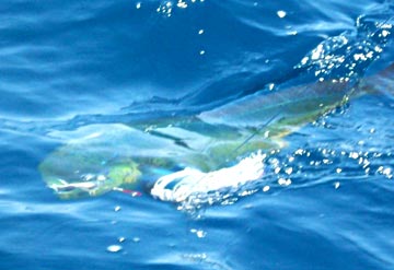 Dorado caught at San Carlos, Mexico.