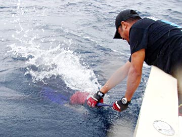 Marlin release at Puerto Vallarta, Mexico.