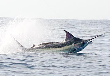 Marlin jumping at Ixtapa, Mexico. 1