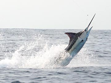 Marlin jumping at Ixtapa, Mexico. 2