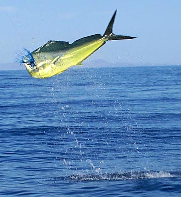 High jumping dorado or mahi mahi at Loreto, Mexico.