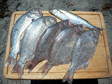 Surf fishing, Baja California, Mexico. 2