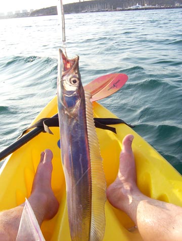 Cutlass fish at La Paz, Mexico.