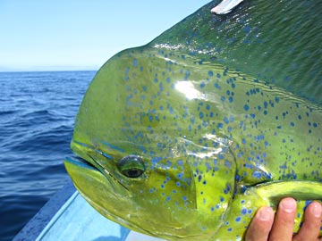 Dorado caught at Loreto, Mexico.