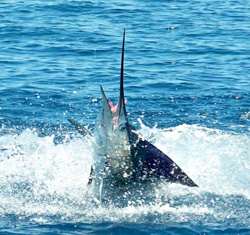 San Carlos, Mexico fishing photo 2