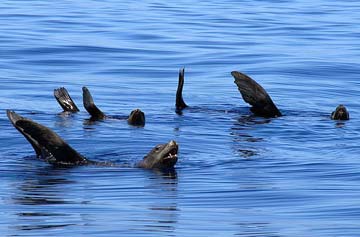 Loreto, Mexico sea lion photo 1