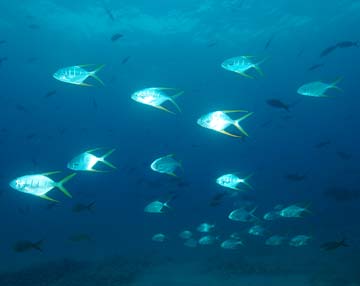 Cabo Pulmo, Mexico gafftopsail pompano diving photo 1