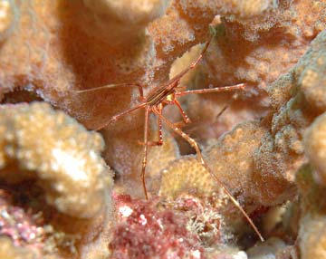 East Cape, Mexico diving photo 2