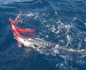 Offshore Magdalena Bay, Mexico fishing photo 1