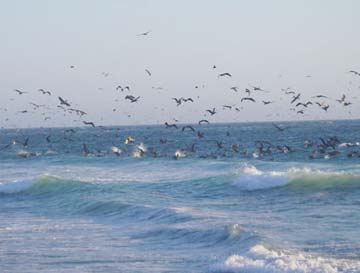 Baja coastal, Mexico fishing photo 1