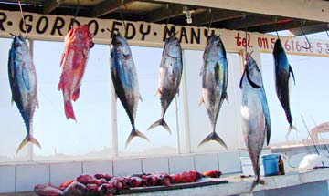 San Quintin, Mexico fishing photo 1