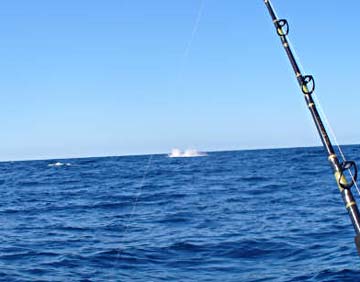 Cabo San Lucas, Mexico fishing photo 1.