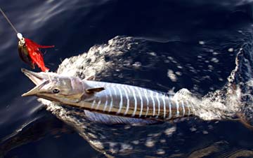 Magdalena Bay, Mexico fishing photo 1.