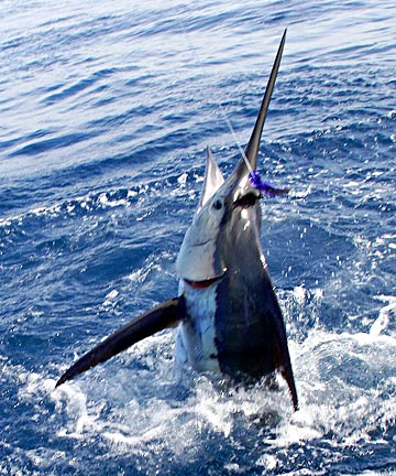 Magdalena Bay, Mexico fishing photo 1