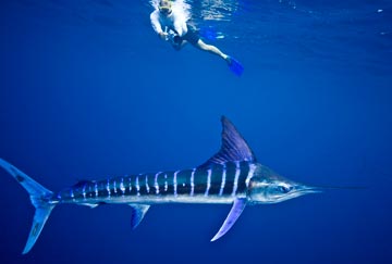 Cabo San Lucas, Mexico marlin photo 1