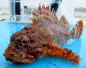 Scorpionfish species photo 2