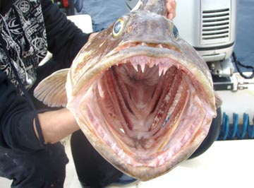 San Quintin lingcod 2