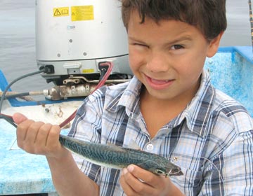 Loreto mackerel bait