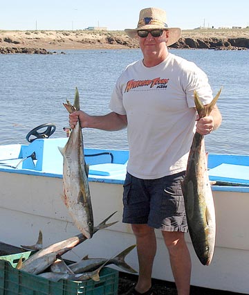 Yellowtail at Bahia Asuncion