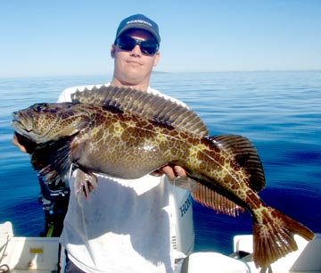 San Quintin lingcod