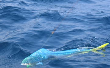 Manzanillo dorado fishing photo