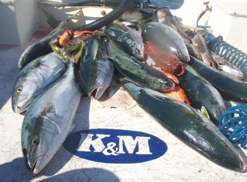 San Quintin yellowtail fishing 2