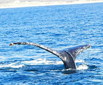 Family Cabo San Lucas fishing trip 4