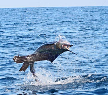 Jumping sailfish at Ixtapa Zihuatanejo.