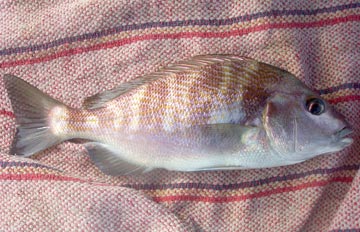 Unknown snapper caught at Mazatlan.