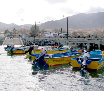 Cedros Island fly-down fishing trip 2