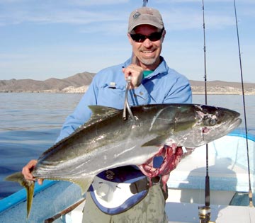 Winter yellowtail caught at La Paz, Mexico.