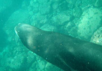 Sea lion at Los Frailes.