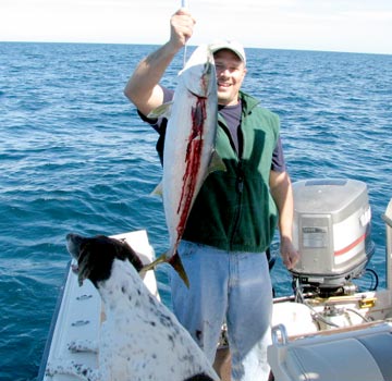 Yellowtail caught at Rocky Point.