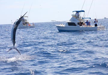 Cabo San Lucas boats fishing at the Golden Gate Bank.