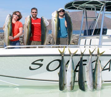 Yellowtail caught at Loreto.