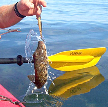 Unknown pufferfish caught at San Lucas Cove.