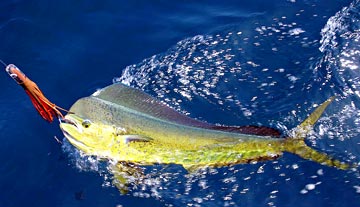 Early season dorado caught offshore of Loreto