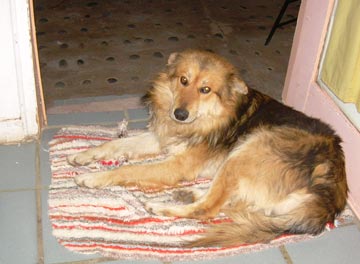 Hotel dog Lobo at Puerto Santo Tomas Resort