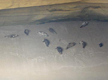 Sea lions on beach at La Lobera