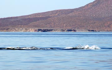 Blue whale at Loreto 8