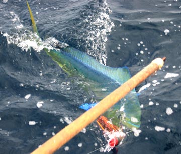 Dorado caught at East Cape 2