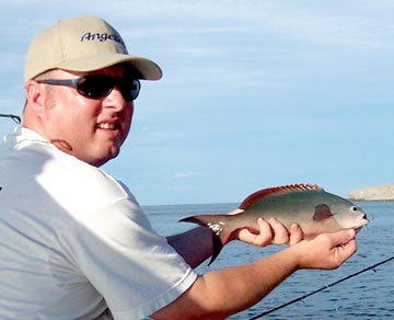 Color variation of Pacific creolefish