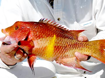 Mexican hogfish caught at La Paz