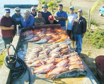 Fillet table of bottom fish at San Quintin