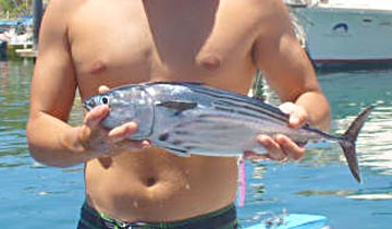 Black skipjack caught at Cabo San Lucas