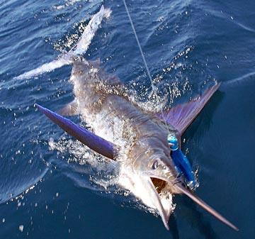 Marlin caught at Loreto