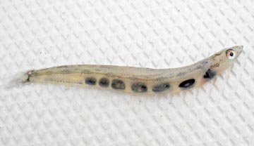 Juvenile lizardfish observed at Ensenada