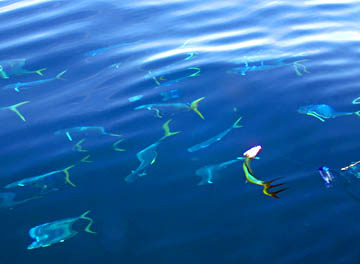 Dead sperm whale and dorado 3