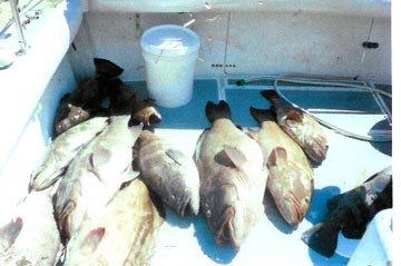 Grouper caught at Rocky Point