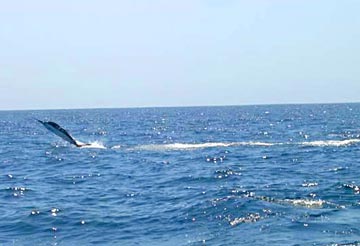 Blue marlin fishing at Cabo San Lucas 1